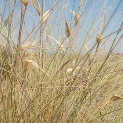 Close-up of stalks in field against sky