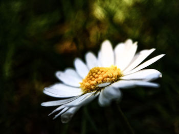 Close-up of daisy flowers