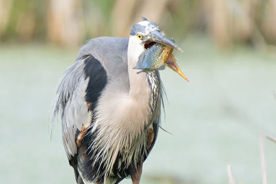 Great blue heron catches a fish while perched on a tree limb in the wetlands on a sunny day