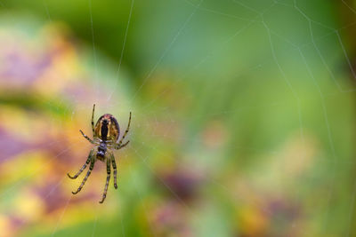 Close-up of spider on web