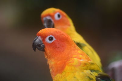 Close-up of parrot