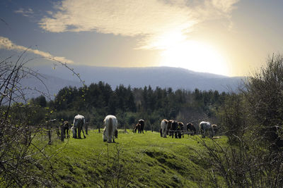 Horses on field against sky during sunset