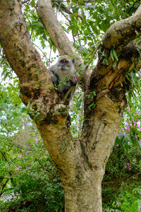 Low angle view of cat on tree