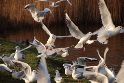 Flock of birds flying over water