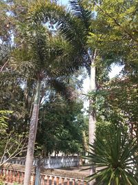 Low angle view of coconut palm trees against sky