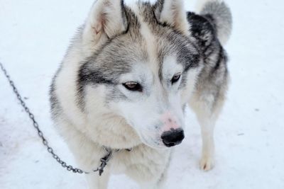 Close-up of dog on snow