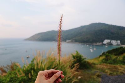 Midsection of person holding plant against sky