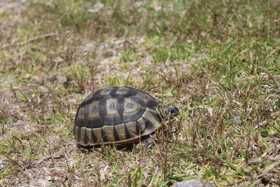 Close-up of a turtle on grass