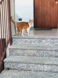 Cat sitting on staircase