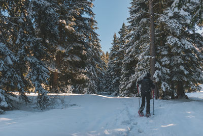 An unrecognizable male hiker wearing snowshoes walking in a forest in the french alps