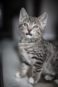 Close-up portrait of tabby kitten