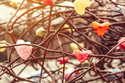 Close-up of red flowering plant on branch