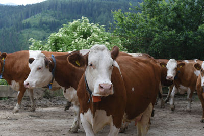Cows leaving the cowshed in an alpine landscape in summer