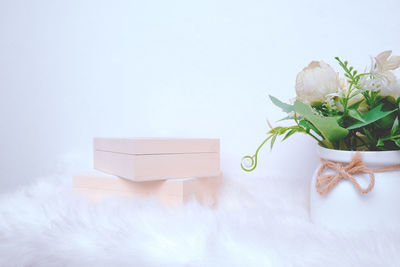 High angle view of potted plant against white background