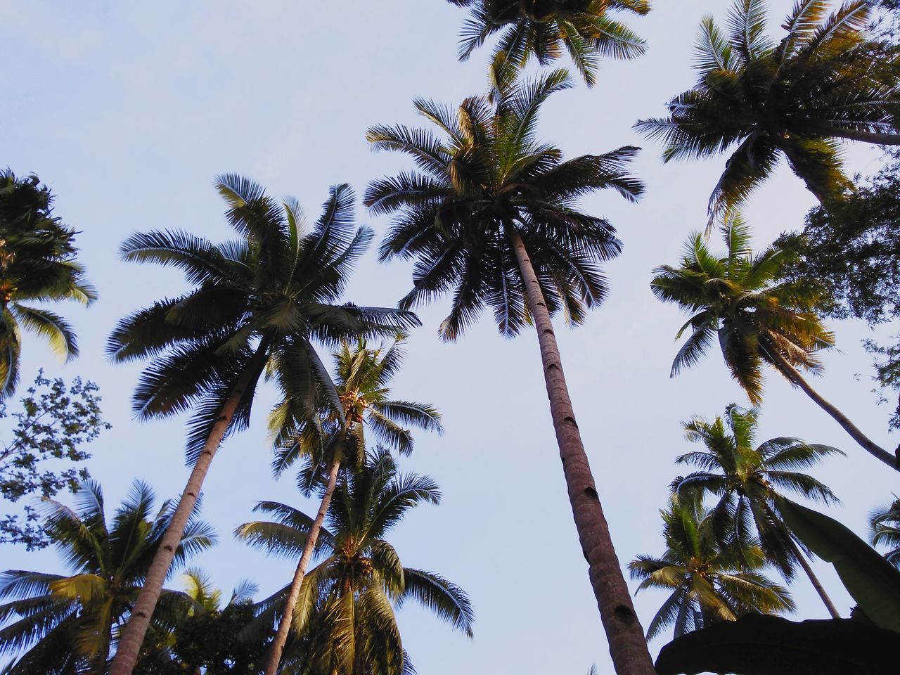 LOW ANGLE VIEW OF PALM TREES AGAINST SKY