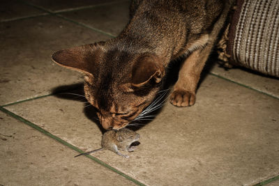 Close-up of cat hunting mouse on floor