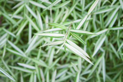 High angle view of plant growing on field