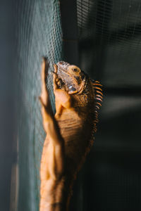 Close-up of lizard in cage