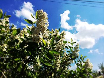 Low angle view of trees against blue sky