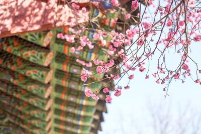 Close-up of pink cherry blossoms in spring