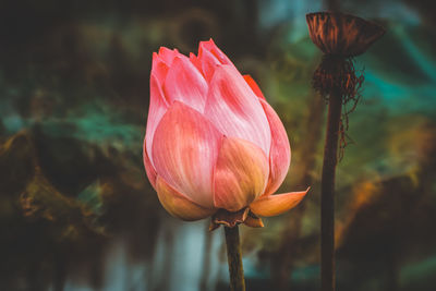 Close-up of pink lotus water lily