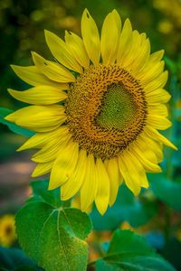 Close-up of yellow sunflower