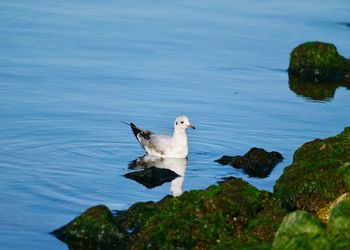 Bird on rock by lake