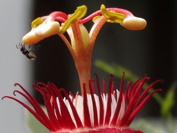 Close-up of red flower