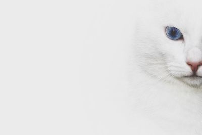 Portrait of white cat