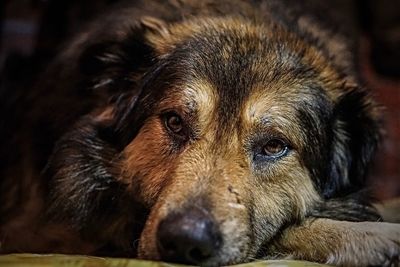 Close-up portrait of dog lying down