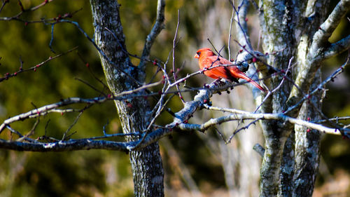 Bird perching on branch