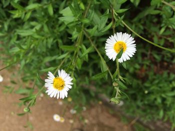 Close-up of white daisy flowers