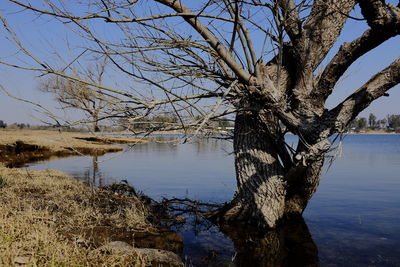 Bare tree by lake against sky