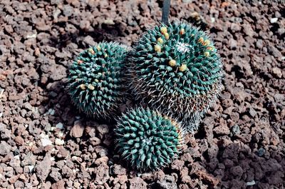 High angle view of succulent plant on field