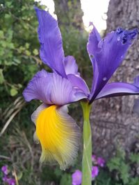 Close-up of purple iris