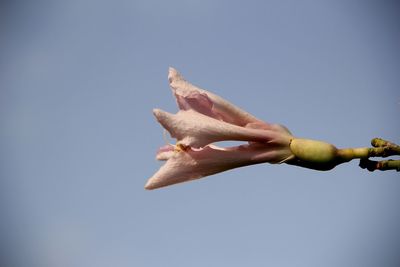 Low angle view of apple against clear blue sky