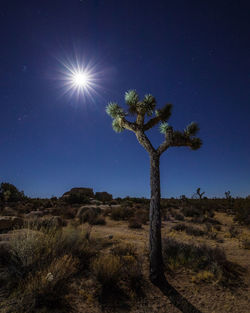 Low angle view of tree against clear sky at night