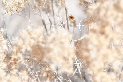 Close-up of snow on field