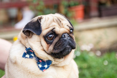 Close-up portrait of a dog