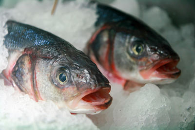 Close-up of fish for sale packed in frozen ice