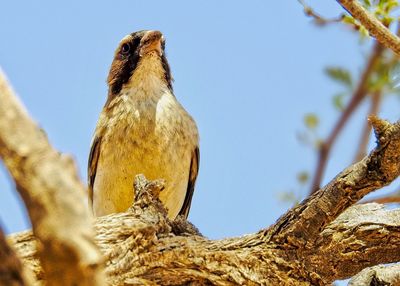 Low angle view of bird perching on tree against sky