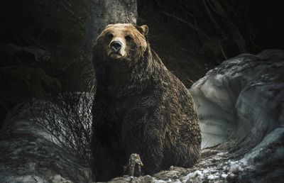 Grizzly bear in a snowy hollow in the forest