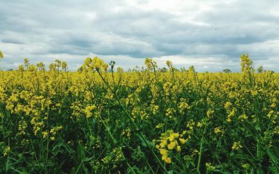 Scenic view of oilseed rape field against sky