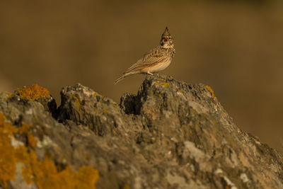 Close-up of bird perching on rock