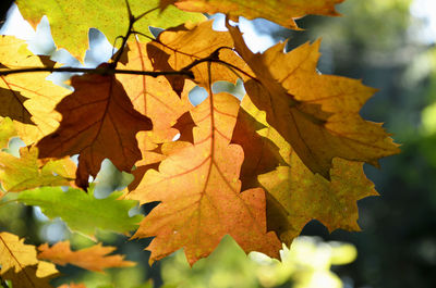 Close-up of autumnal leaves