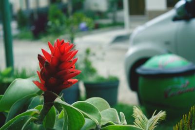 Close-up of red flower blooming outdoors