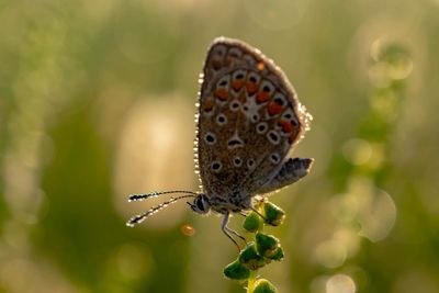 Close-up of butterfly pollinating flower