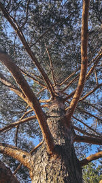 Low angle view of tree against sky