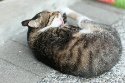 Close-up of a cat sleeping