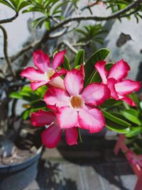 Close-up of pink flowering plant
